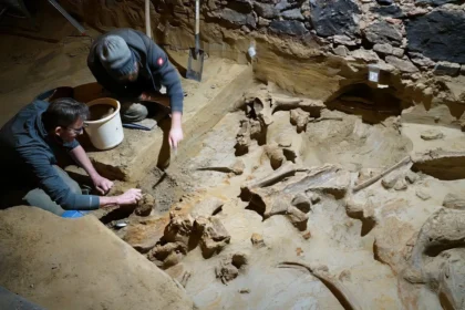 Mammoth bones discovered in wine cellar in Austria