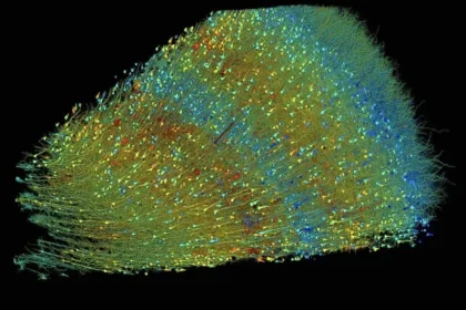 Mapping the intricate universe of the human brain