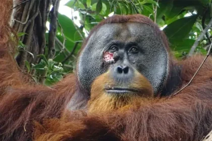 Orangutan seen treating wounds with medicinal plants