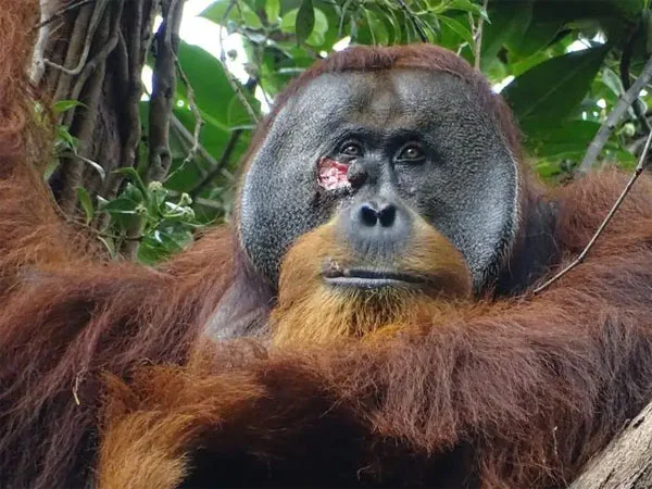 Orangutan seen treating wounds with medicinal plants