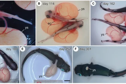 Japanese scientists create artificial womb for baby sharks