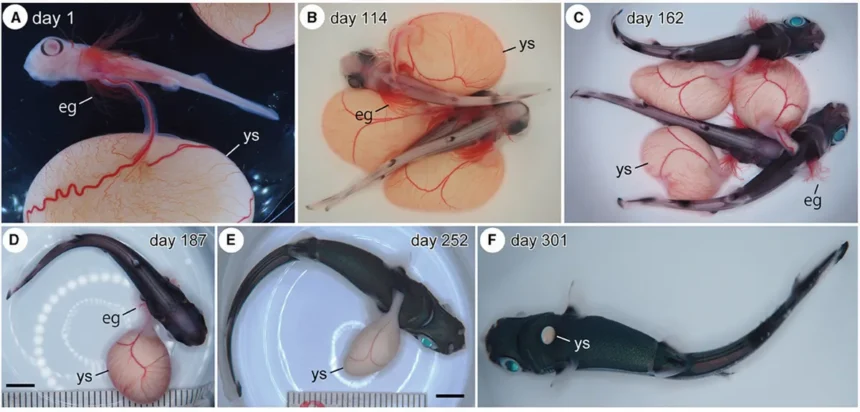 Japanese scientists create artificial womb for baby sharks