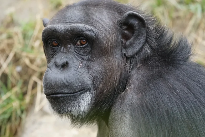 Chimpanzees are capable of speech