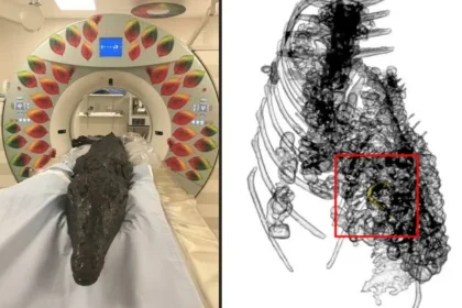 Scan of mummified crocodile reveals ancient Egyptian ritual