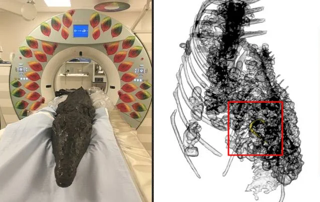 Scan of mummified crocodile reveals ancient Egyptian ritual