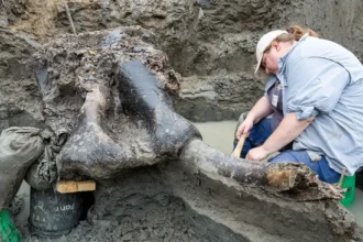 13,600-year-old mastodon skull unearthed in Iowa