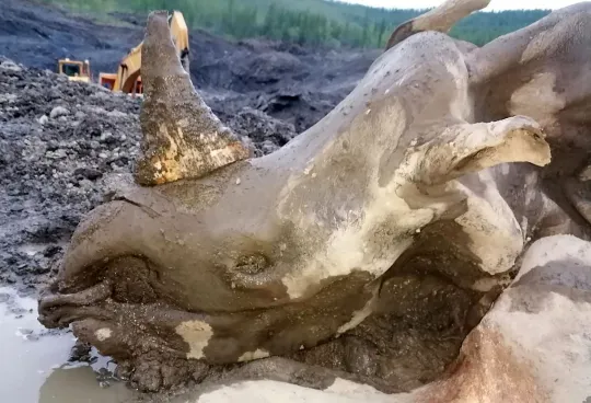 Carcass of extinct woolly rhino found in Russia