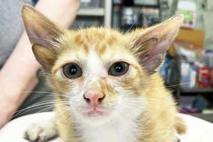 Cat born with four ears due to genetic mutation