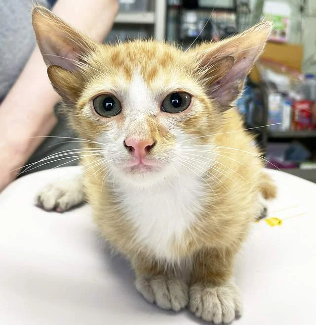 Cat born with four ears due to genetic mutation