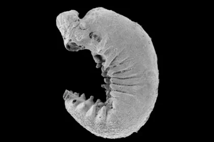 Fossil of 500 million-year-old larva found with preserved brain