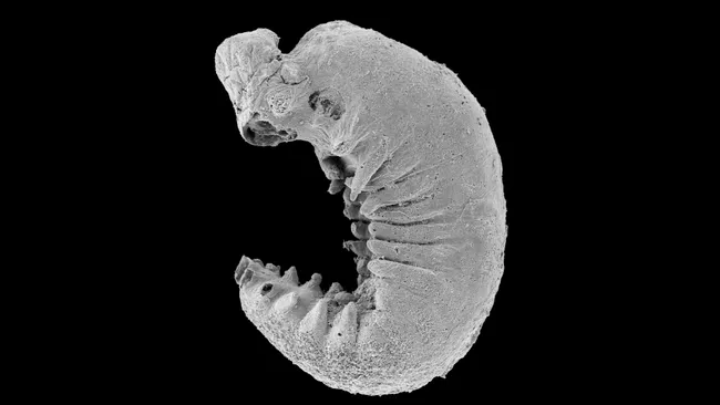 Fossil of 500 million-year-old larva found with preserved brain