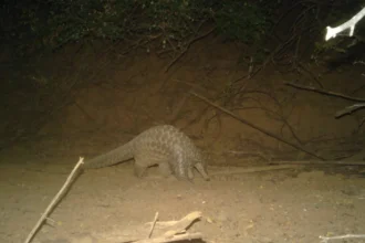 Giant pangolin rediscovered in Senegal