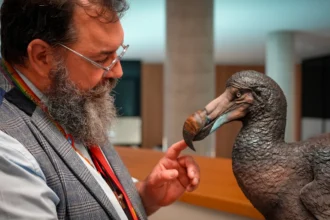 Scientific review corrects Dodo extinction record