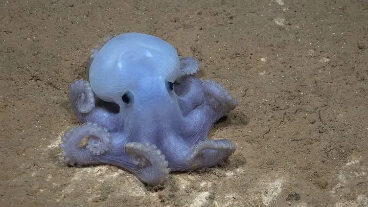 Discovery of a Seamount and New Species off the Coast of Chile