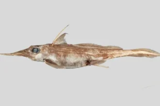 New 'ghost shark' discovered in New Zealand waters