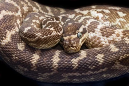 Woman survives python attack in Thailand