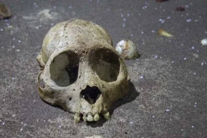 Divers find bones of an extinct Caribbean monkey