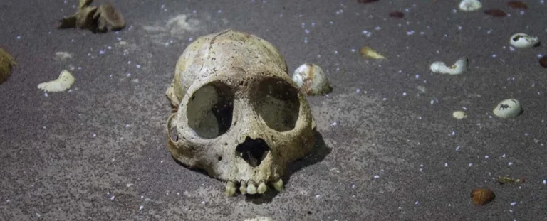 Divers find bones of an extinct Caribbean monkey