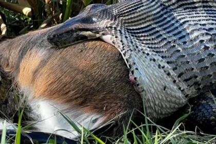 A Burmese python was found swallowing a deer whole