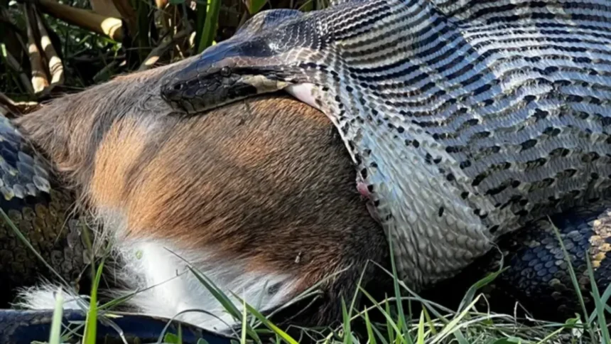 A Burmese python was found swallowing a deer whole