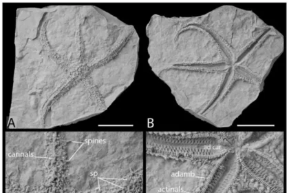 Delayed evolutionary origin of Asteriidae sea stars