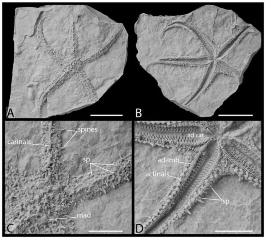 Delayed evolutionary origin of Asteriidae sea stars