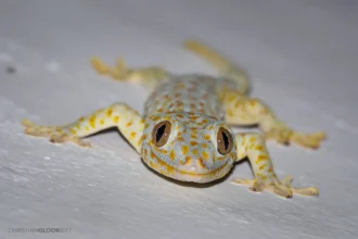 The 'Sixth Sense' of Geckos