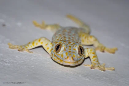 The 'Sixth Sense' of Geckos