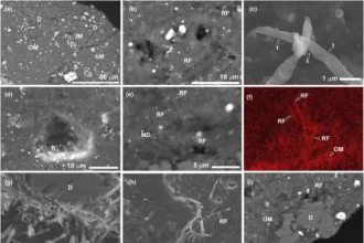 A amostra do asteroide Ryugu foi colonizada por vida terrestre