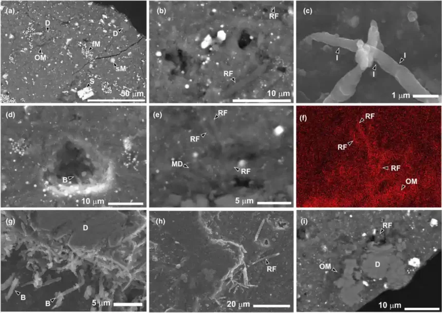 A amostra do asteroide Ryugu foi colonizada por vida terrestre