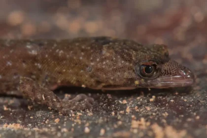 A new species of gecko has been discovered