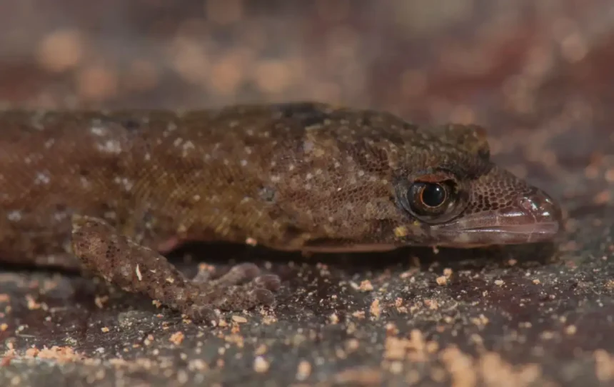 A new species of gecko has been discovered