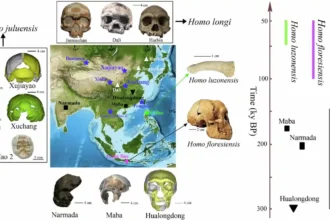 Descoberta de uma possível nova espécie humana antiga