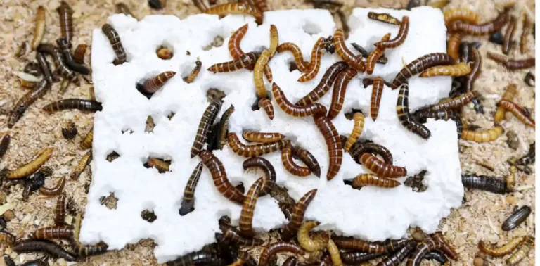 Plastic-eating insect discovered in Kenya