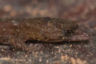 Uma nova espécie de lagartixa foi descoberta