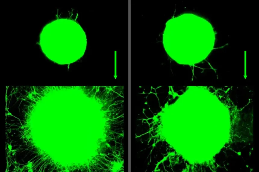 When muscles work out, they help neurons to grow