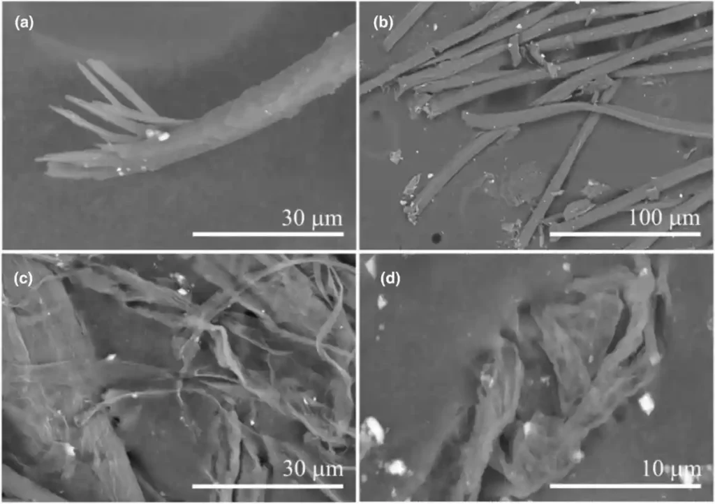 Imagens de elétrons retroespalhados de fibras que poderiam ser potenciais contaminantes. (a) Cabelo humano, com pontas duplas. (b) Fibras de algodão. (c) Fibras em panos de laboratório. (d) Fibras em almofadas de polimento. Observe que as fibras variam significativamente em escala, com as menores em panos e almofadas de polimento apresentando larguras semelhantes às do RF-OM observado. Todas as fibras têm relações comprimento/largura significativamente maiores, com fibras finas exibindo morfologias altamente sinuosas. Todas as fibras examinadas têm terminais irregulares, ao contrário das formas suaves e arredondadas do RF-OM. Crédito: Meteoritics & Planetary Science (2024). DOI: 10.1111/maps.14288