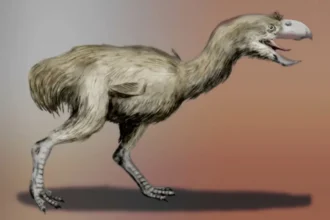 New 'bird of terror' discovered in South America