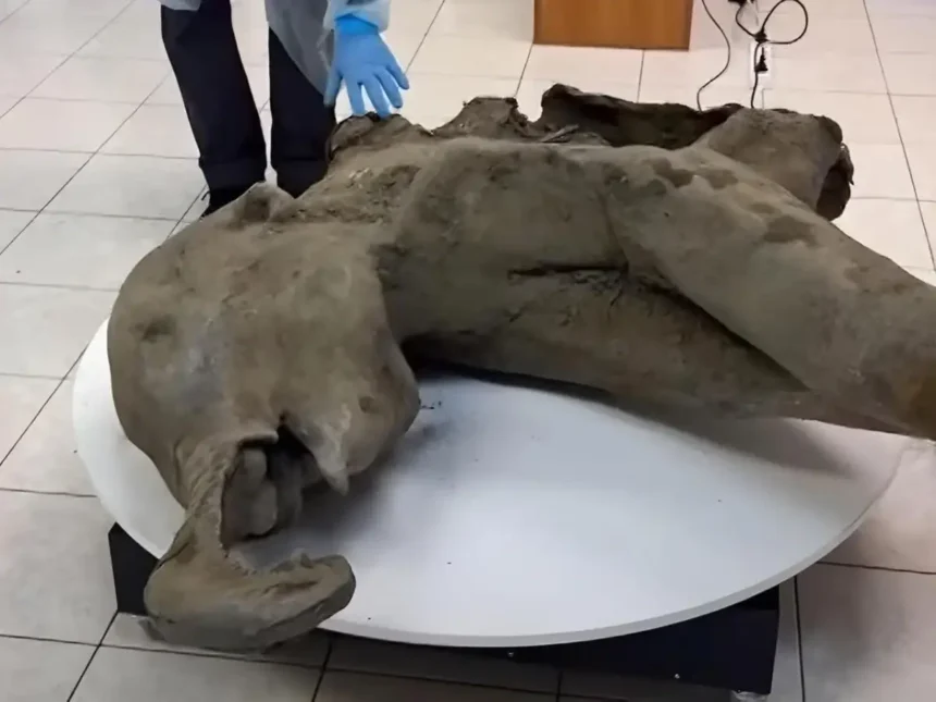 50,000-year-old baby mammoth found in Siberia