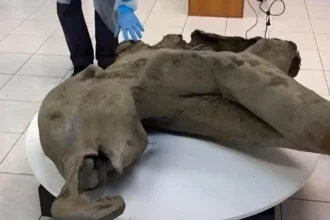 Bebê mamute de 50.000 anos encontrado na Sibéria