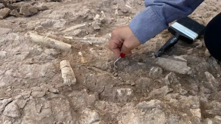 Fósseis de 7,5 milhões de anos da Turquia