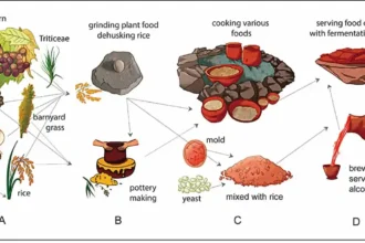 Vestígios de cerveja de arroz de 10.000 anos encontrados na China