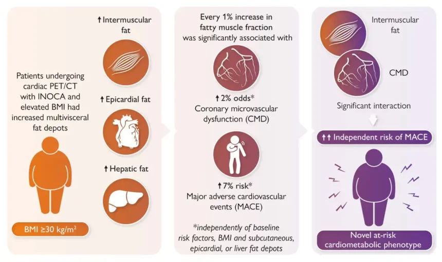 Fatty muscles increase the risk of heart disease