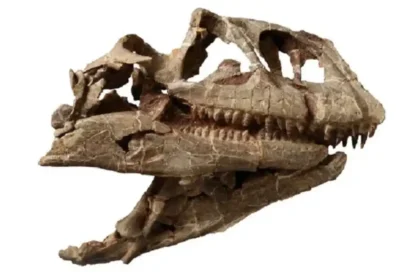 Giant 200-million-year-old dinosaur skull discovered in China