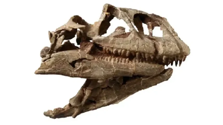 Giant 200-million-year-old dinosaur skull discovered in China