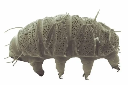 Protein from tardigrades can help tolerate radiotherapy