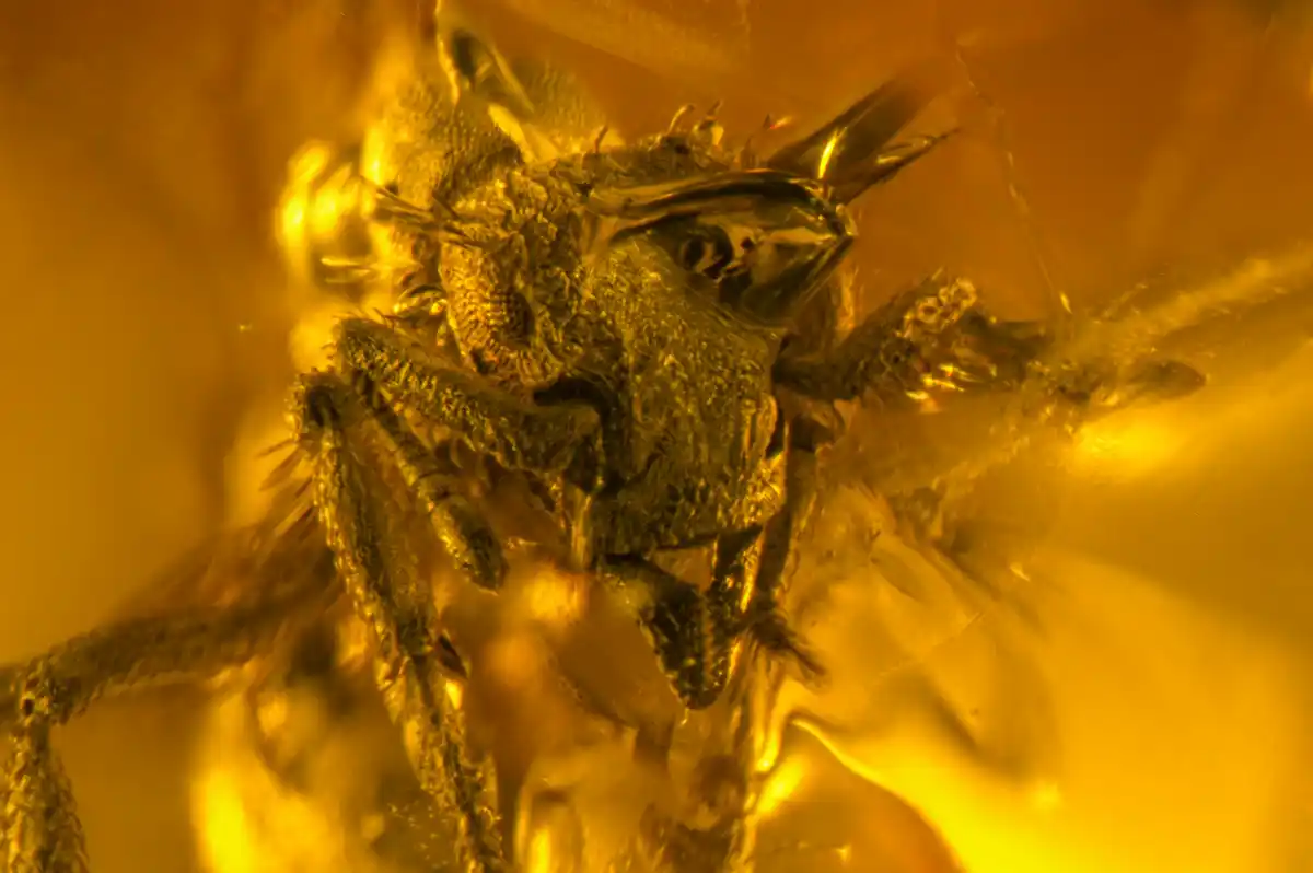 Caribbean 'Dirt Ant' Found in 16-Million-Year-Old Amber.