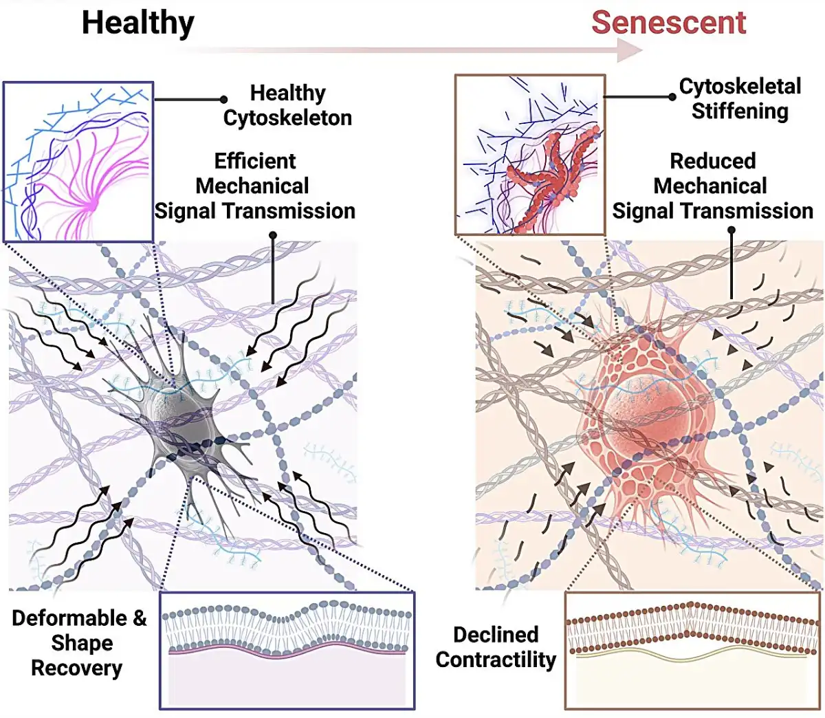 How aging affects bone cells