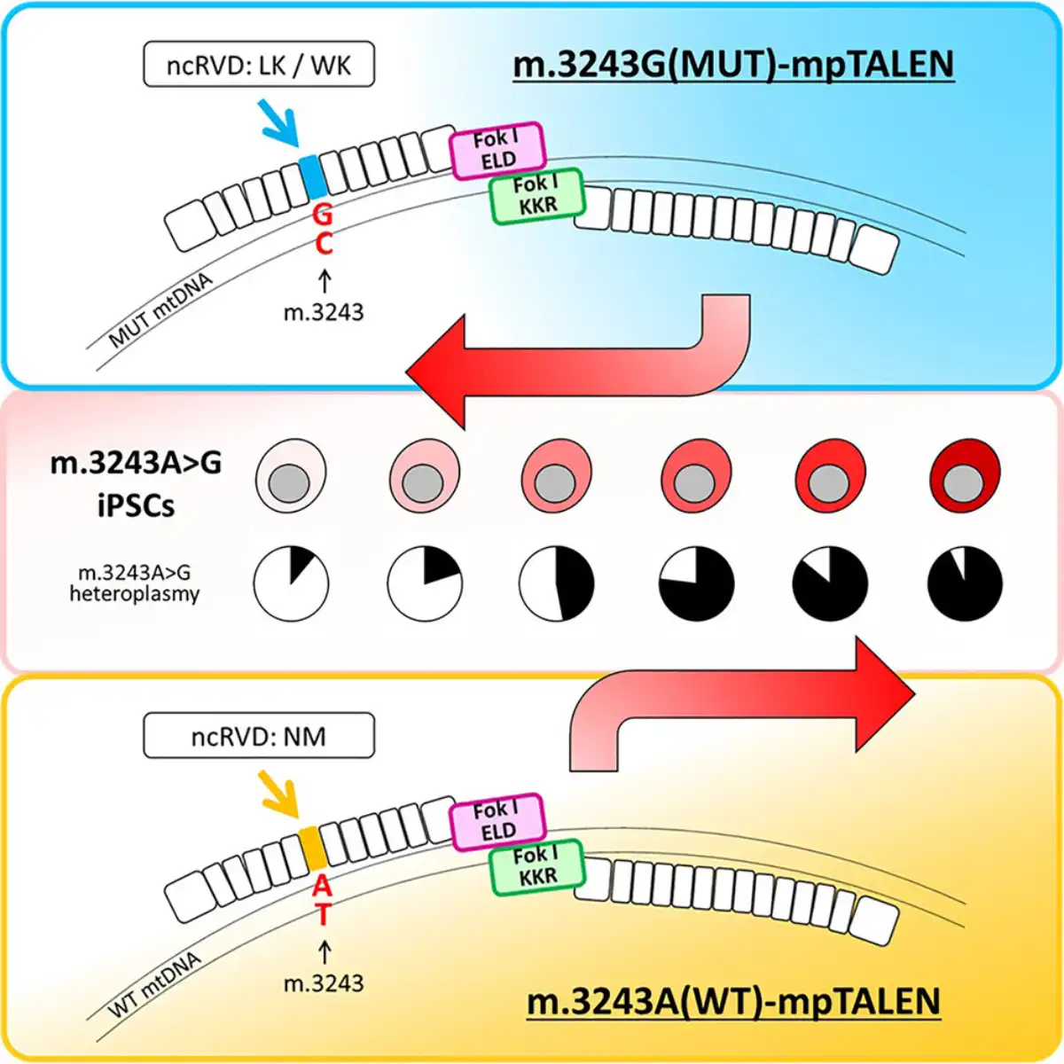 A Precision Tool for Manipulating Mitochondrial DNA