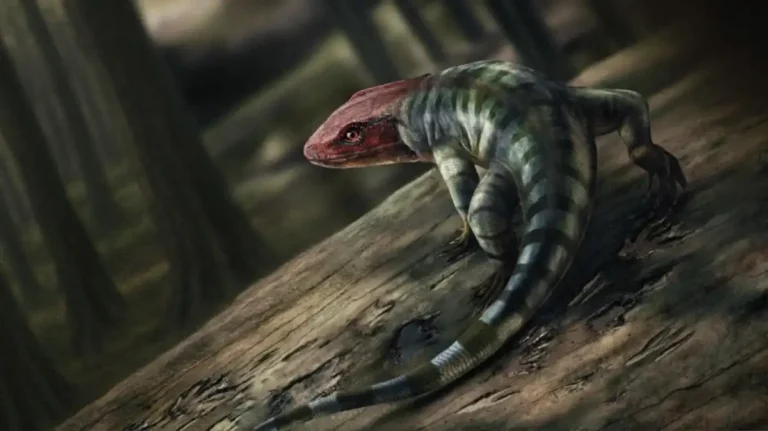 Discovery in Australia foreshadows the origin of reptiles